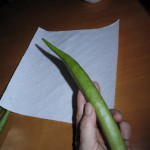 私の手のひらの二倍はある