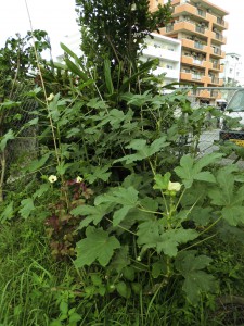 半畳ほどのオクラ畑