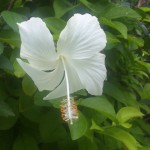 白いブッソウゲの花