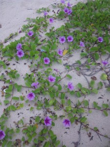 グンバイヒルガオ