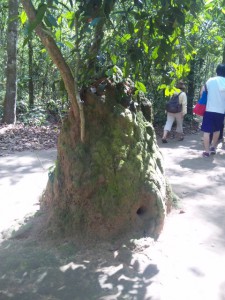 アリ塚のように見えるが、実は地下トンネルの空気溝