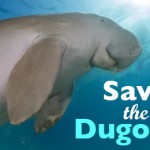 dugong_petition_header