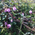 金網沿いにかわいい花が…