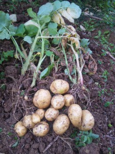 色白で、美人だ１