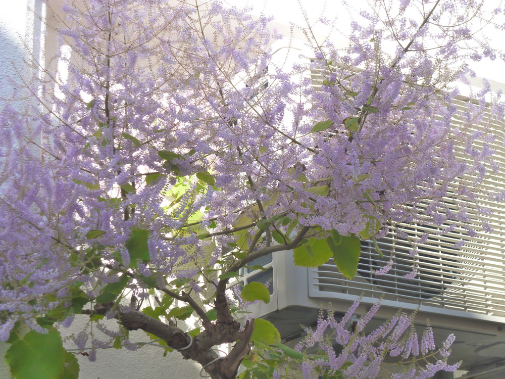 メイフラワー 五月の花 沖縄では２ ３月に咲きます うちなぁ かな日記